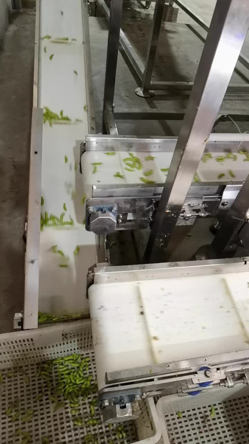 毛豆福建基地种植，一手货源，期待更多老板合作，协同共赢，