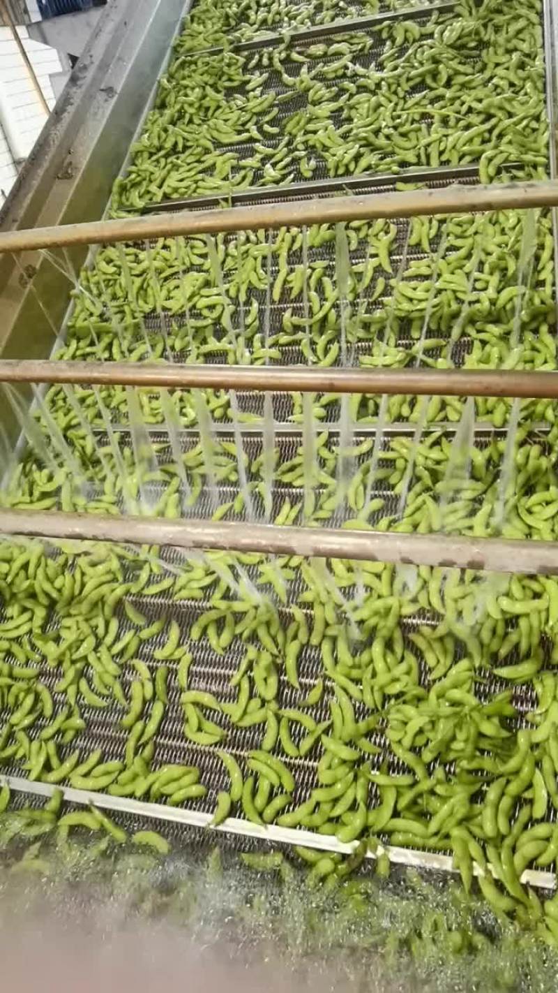毛豆福建基地种植，一手货源，期待更多老板合作，协同共赢，