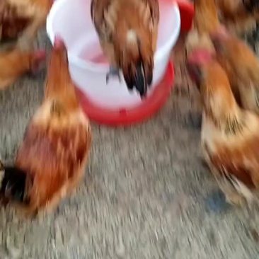 土鸡