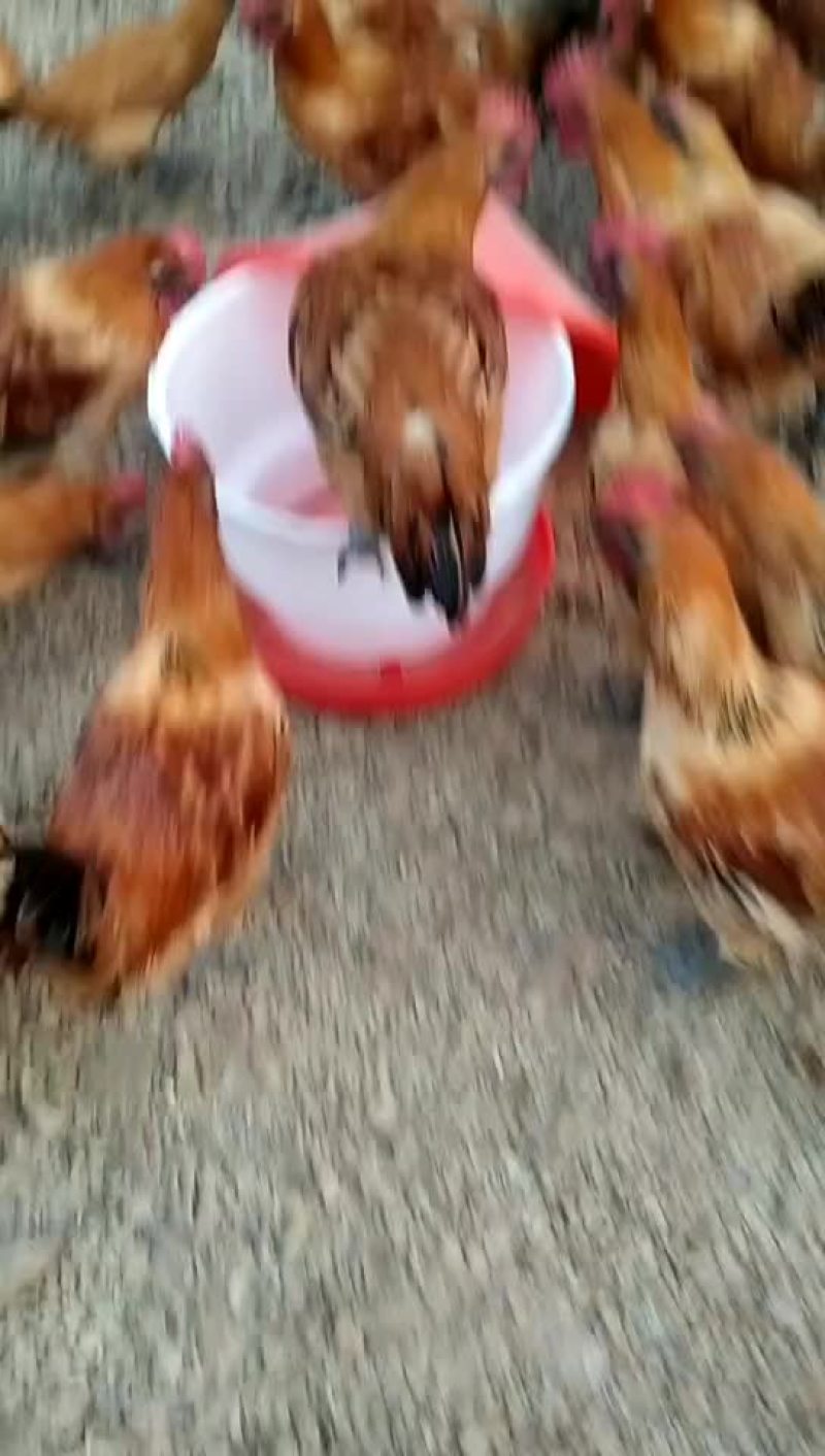 土鸡
