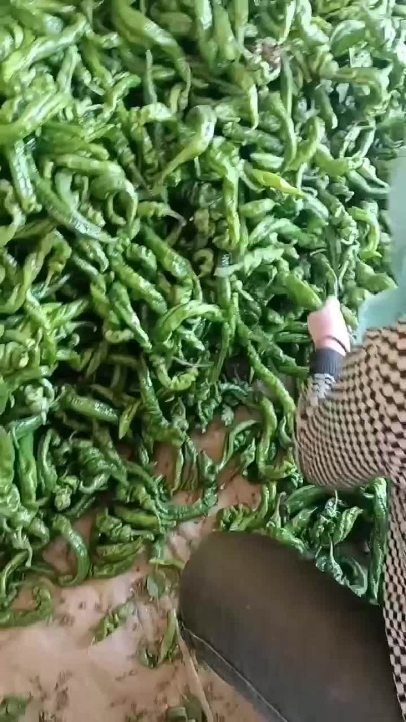 精品辣椒螺丝椒品质好有保障，诚信经