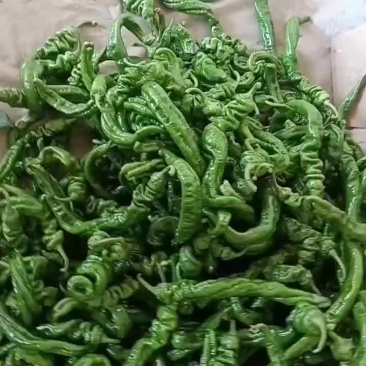 精品辣椒螺丝椒品质好有保障，诚信经