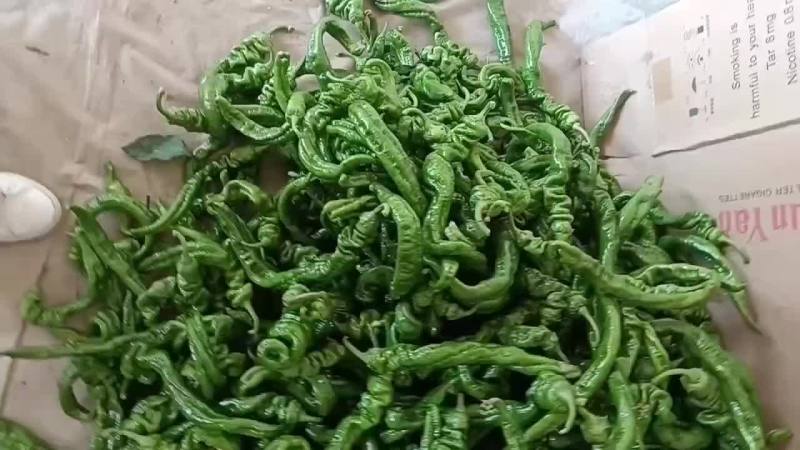 精品辣椒螺丝椒品质好有保障，诚信经
