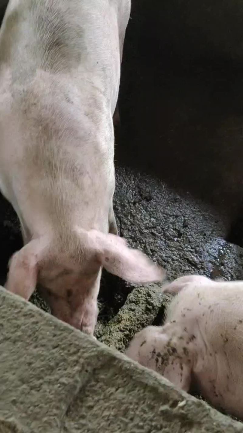 生猪