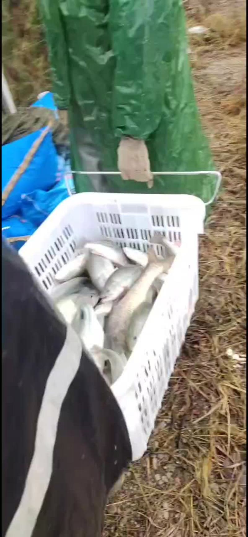 鲈鱼