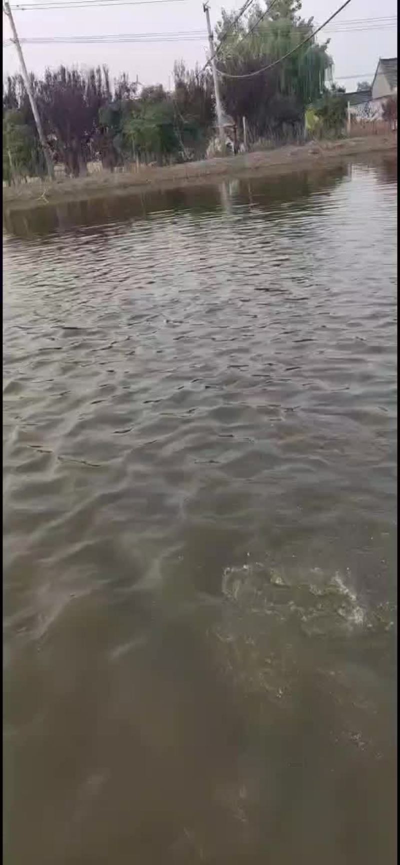 鲈鱼