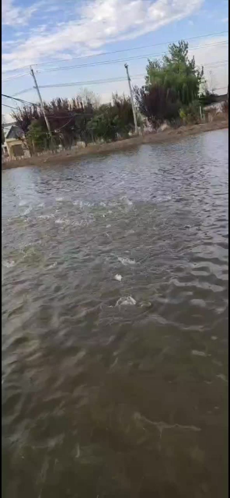 鲈鱼