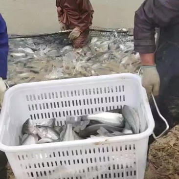 鲈鱼