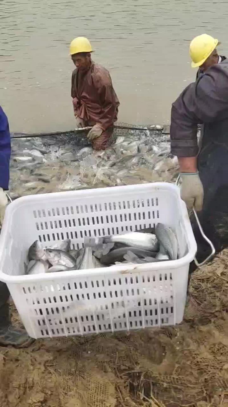 鲈鱼