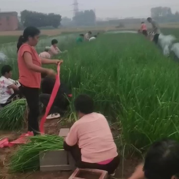 精品小葱