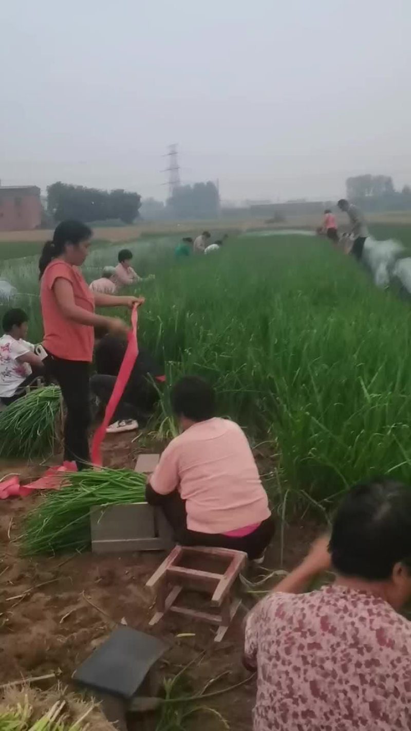 精品小葱