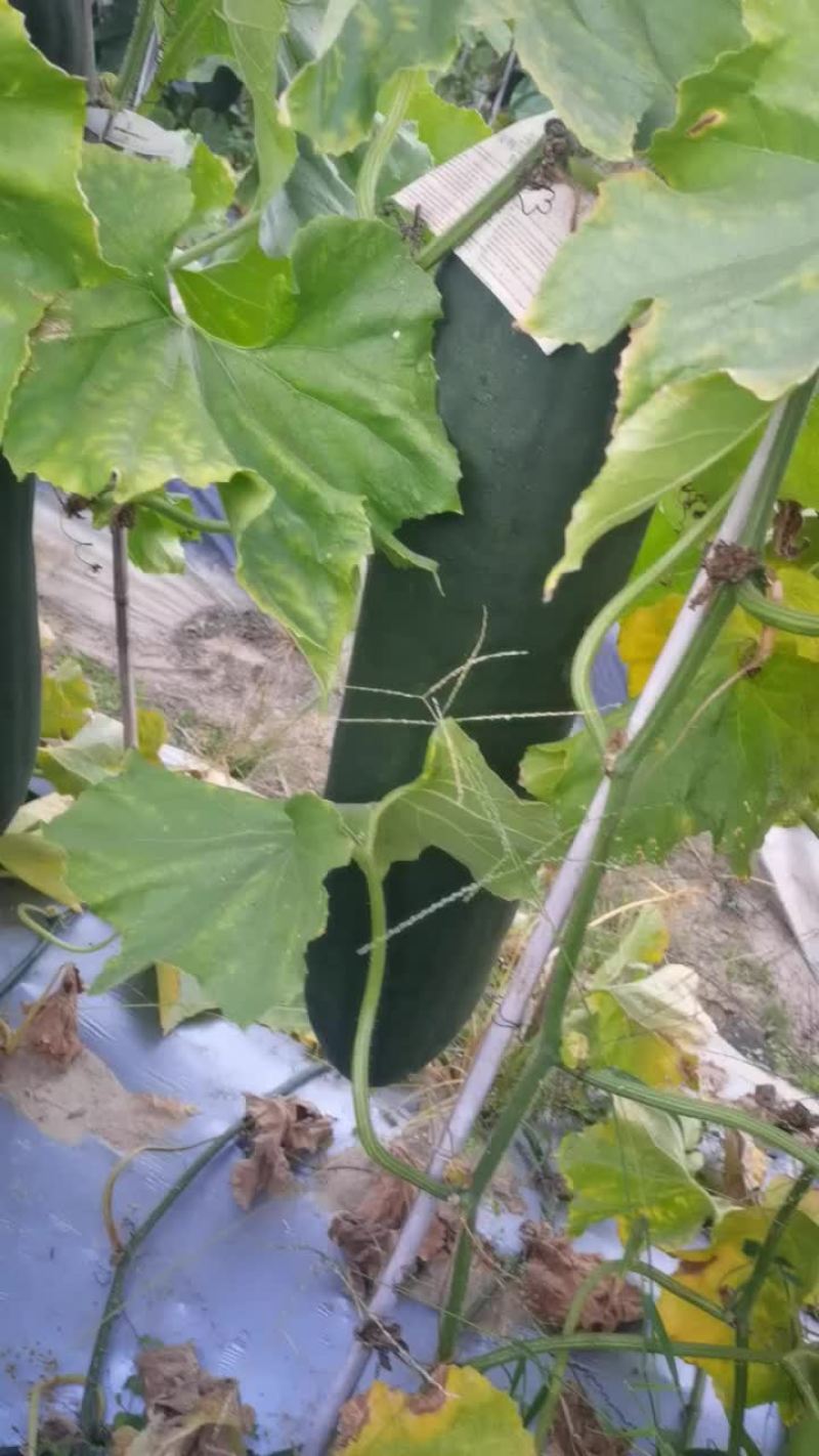 精品黑皮吊冬瓜，场地直供，大量上市
