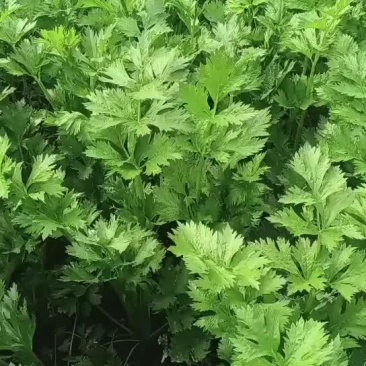 芹菜长势喜人大量上市