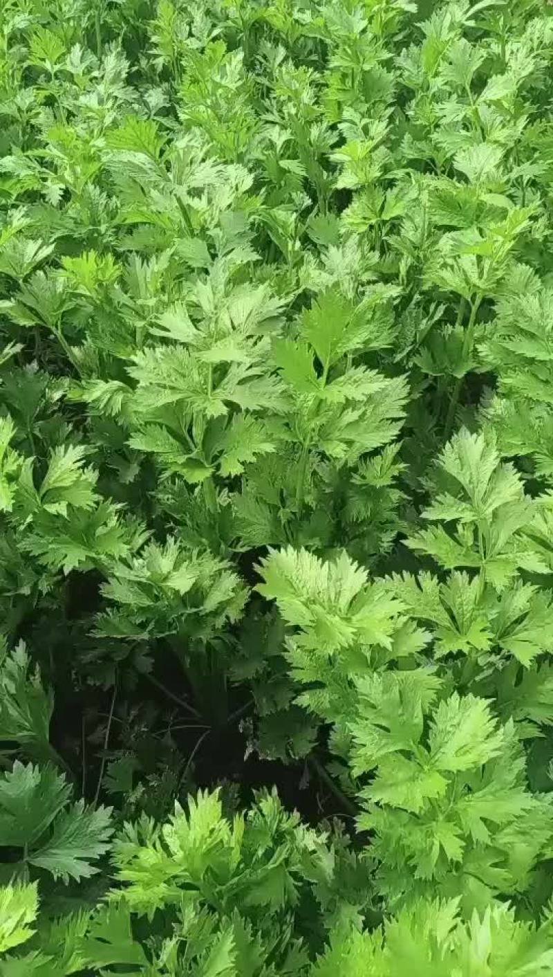 芹菜长势喜人大量上市
