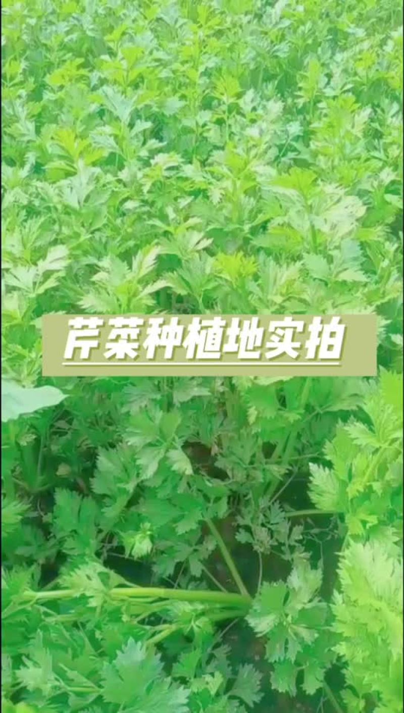 芹菜长势喜人大量上市