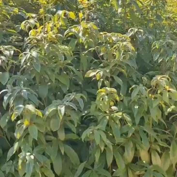 金丝楠木苗