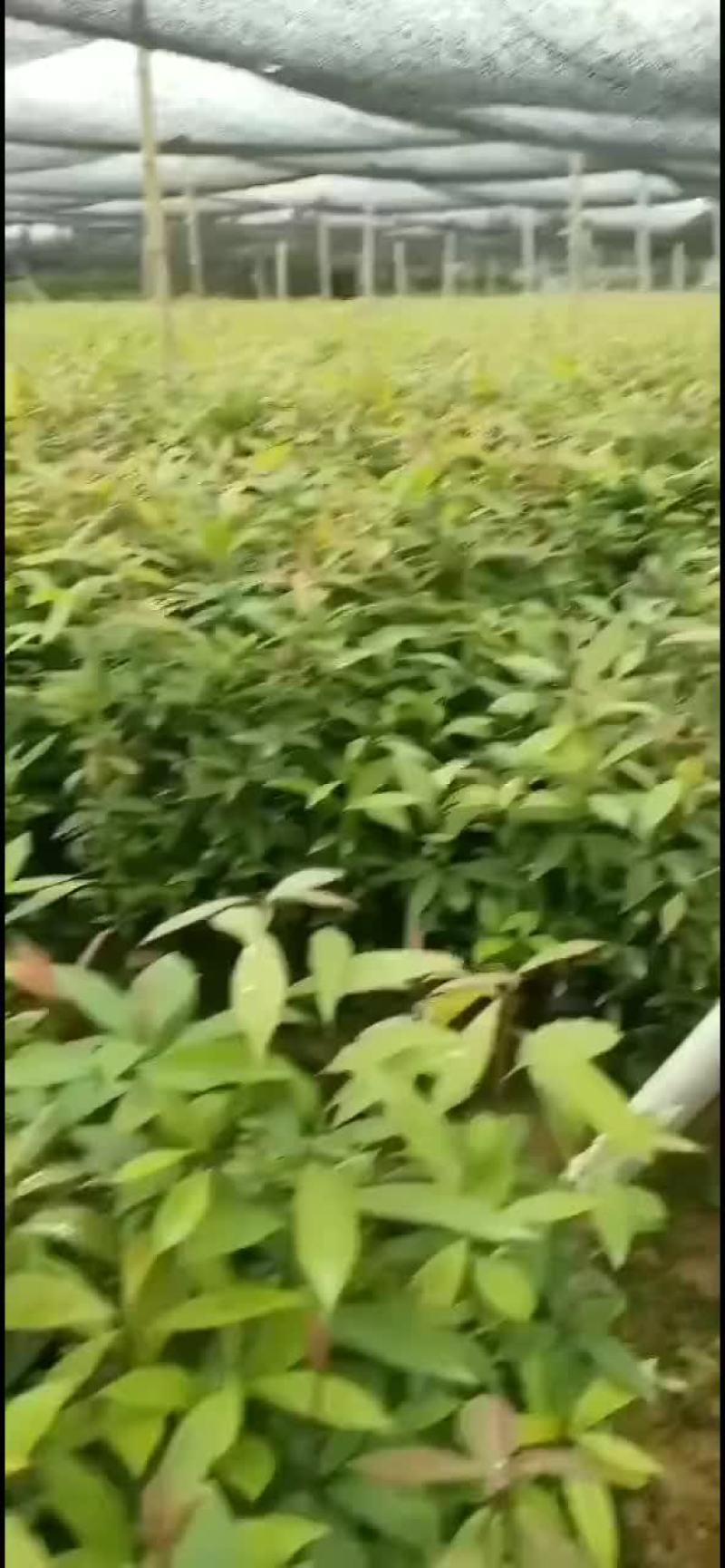 金丝楠木苗