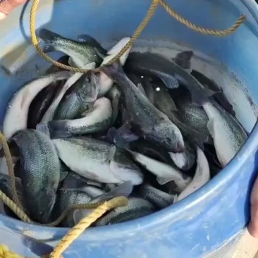 精品鲈鱼