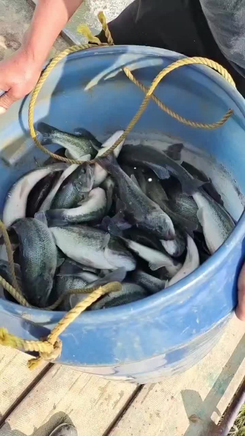精品鲈鱼