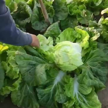 德高16白菜上市