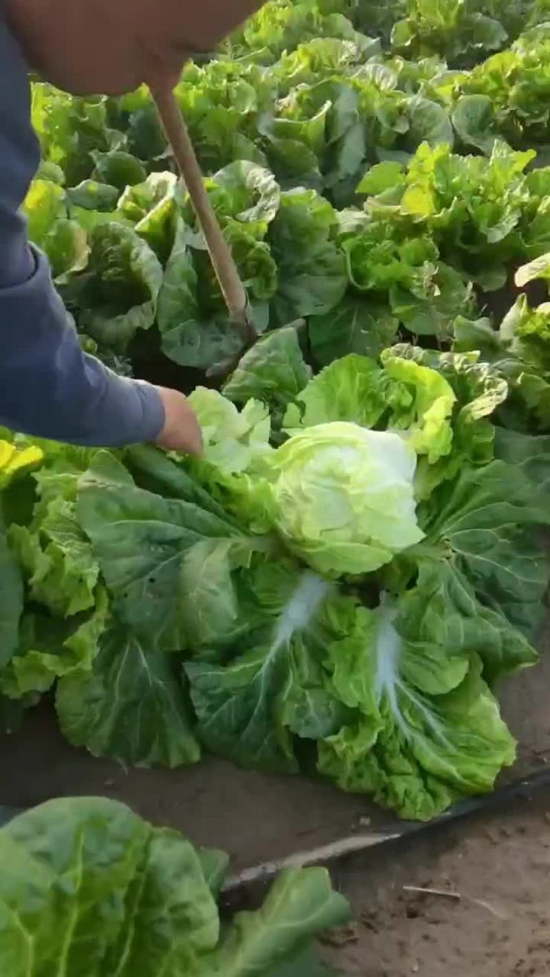 德高16白菜上市