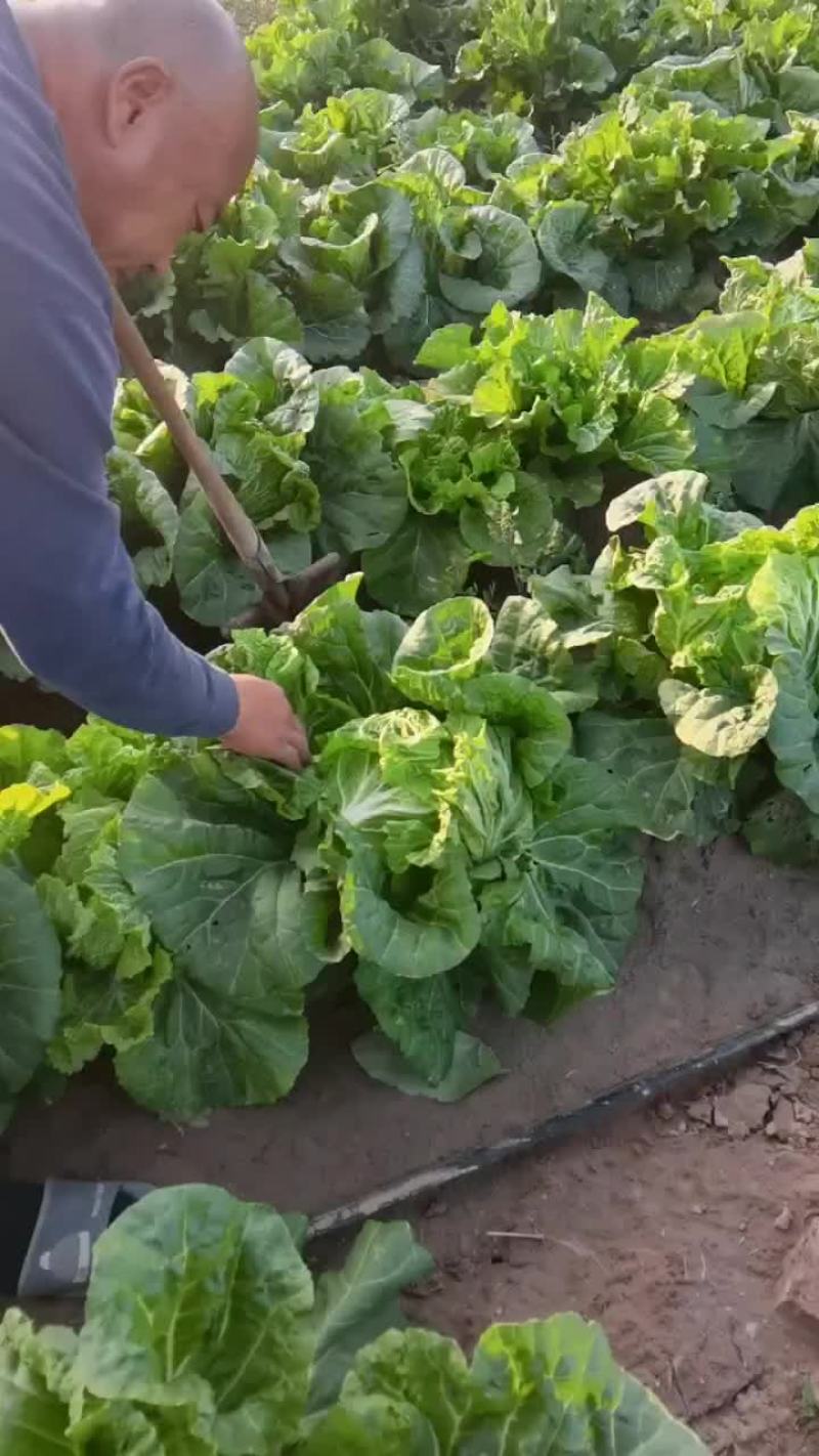 德高16白菜上市
