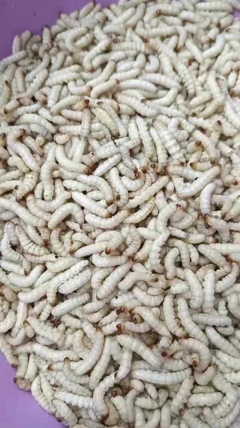 竹虫