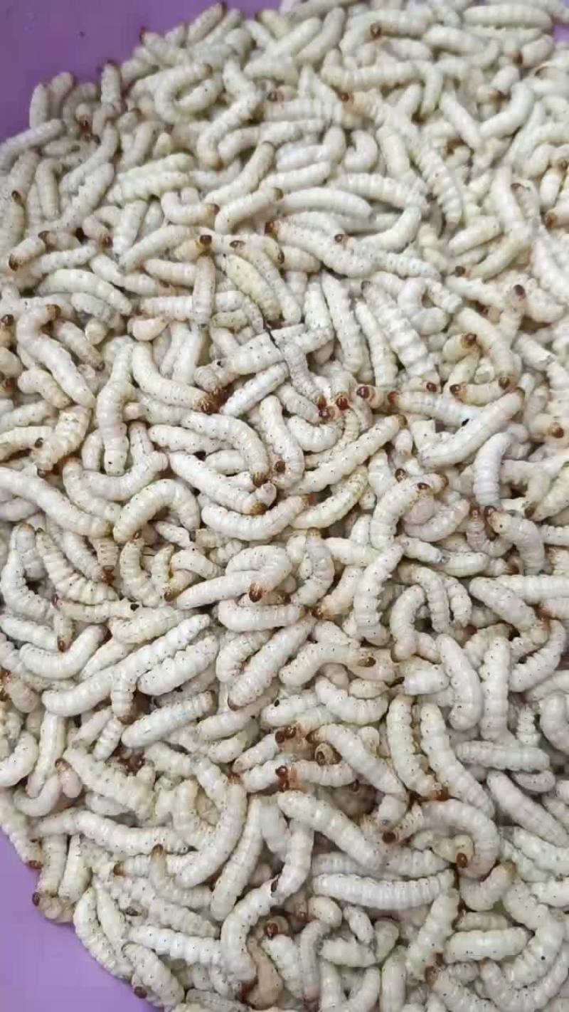 竹虫
