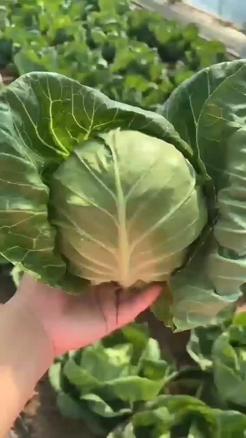 山东省潍坊市寒亭区，，，，甘蓝。