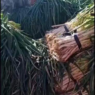 大葱