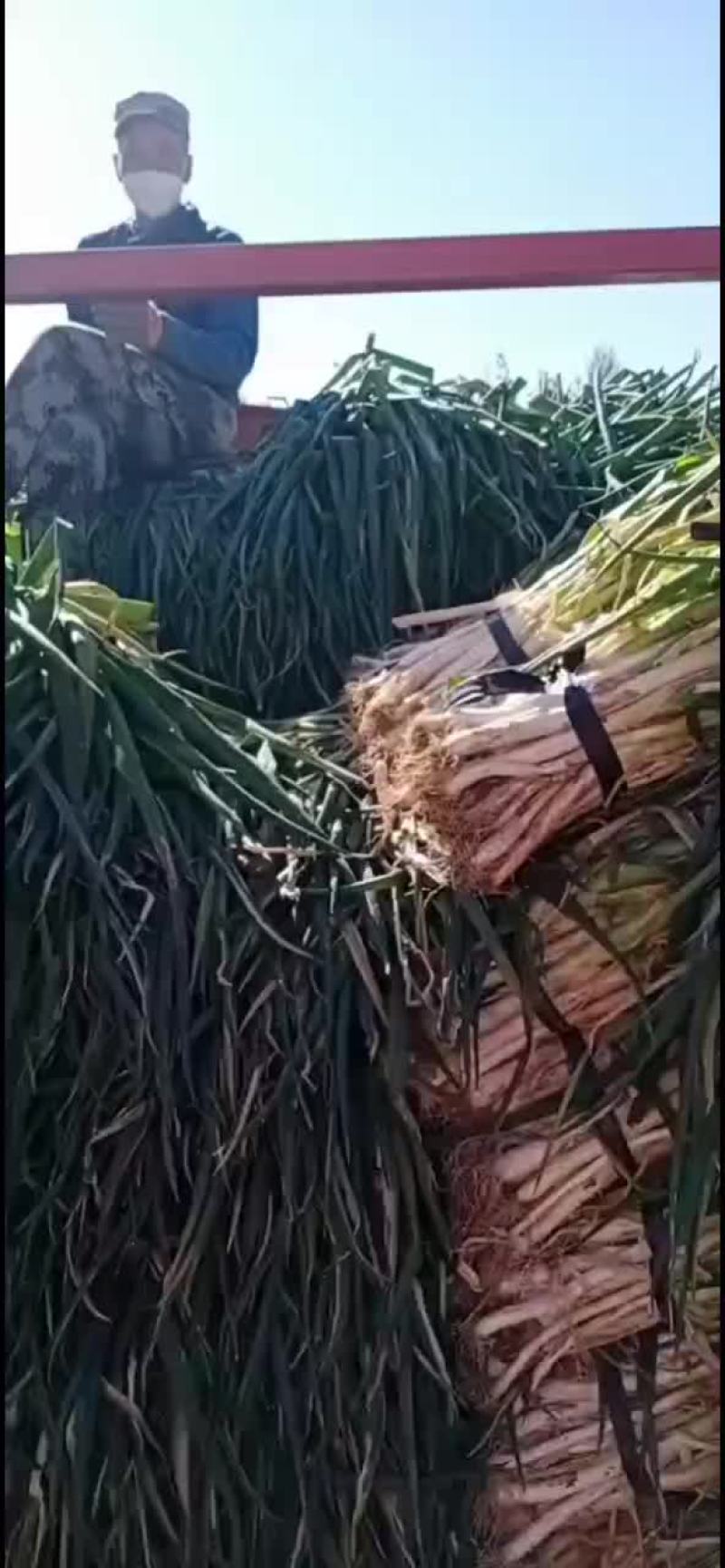 大葱