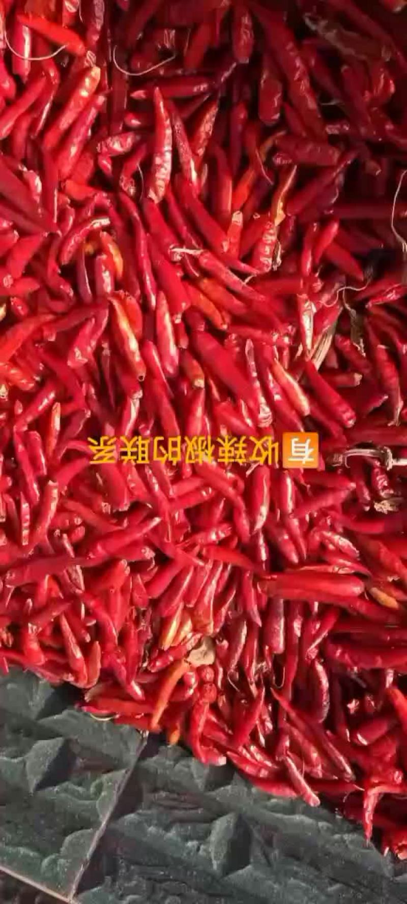 有需要的老板联系我！品种有辣椒王和红辣八号