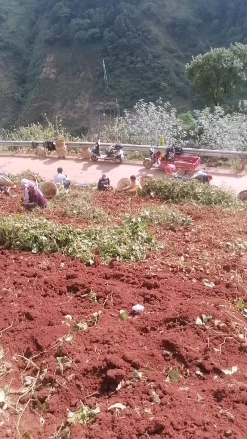 里庄地瓜