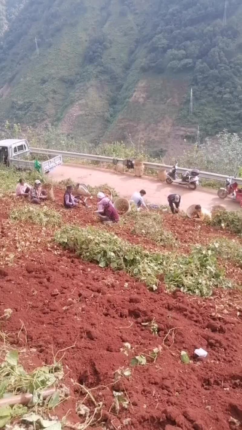 里庄地瓜