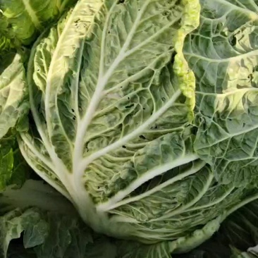 黄心大白菜