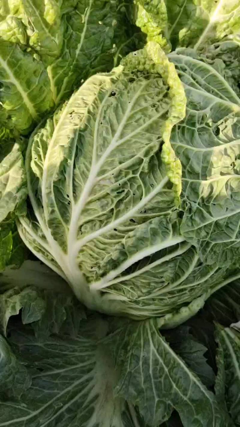 黄心大白菜
