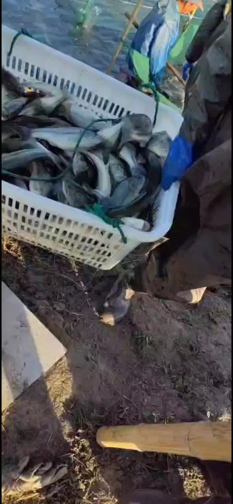 鲈鱼苗
