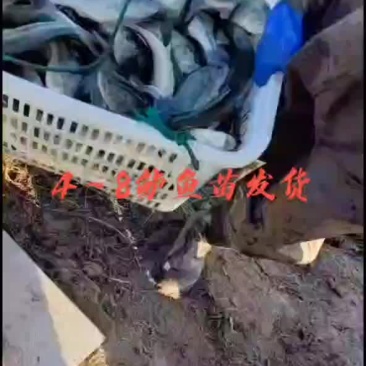 鲈鱼苗