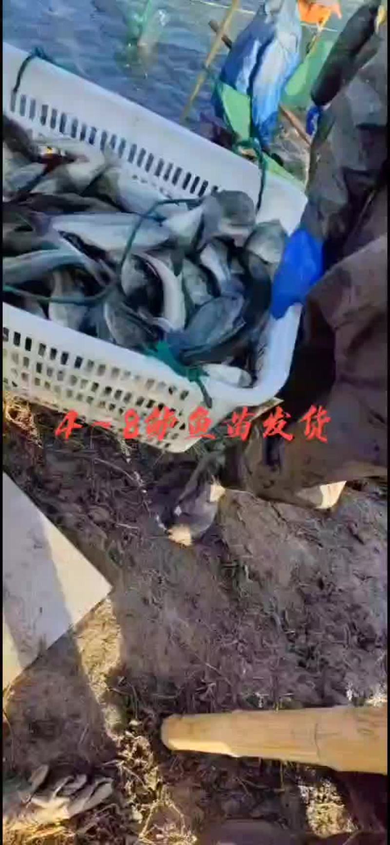 鲈鱼苗