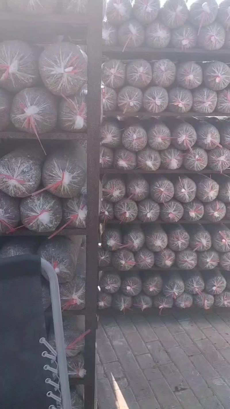 常年出售平菇榆黄蘑出菇菌包。