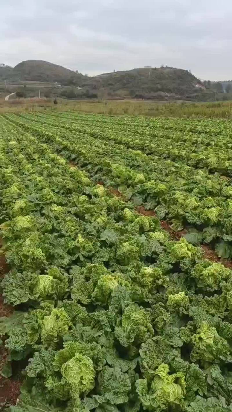 嘛叶菜