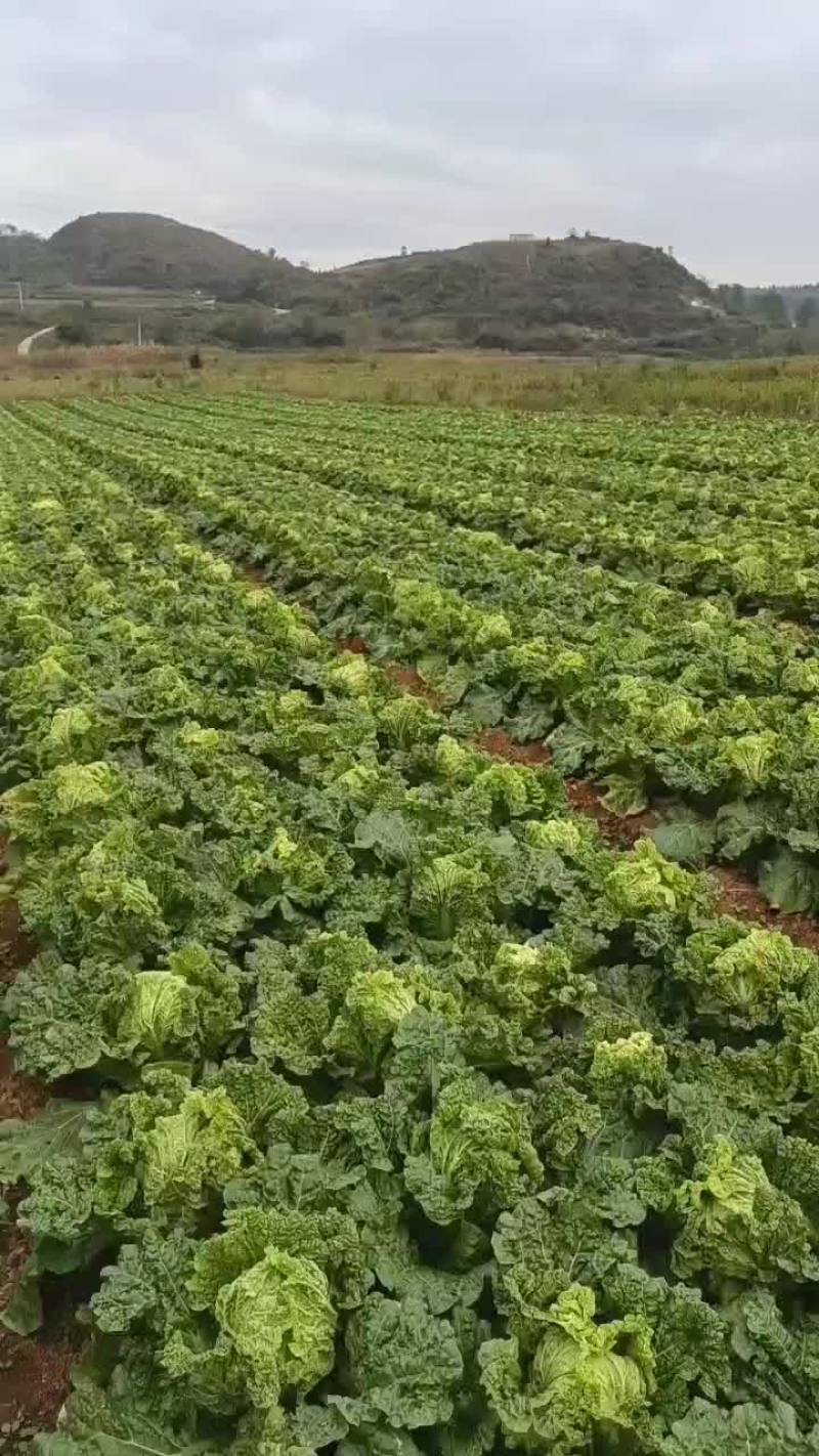 嘛叶菜