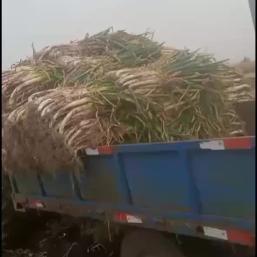 本地大葱
