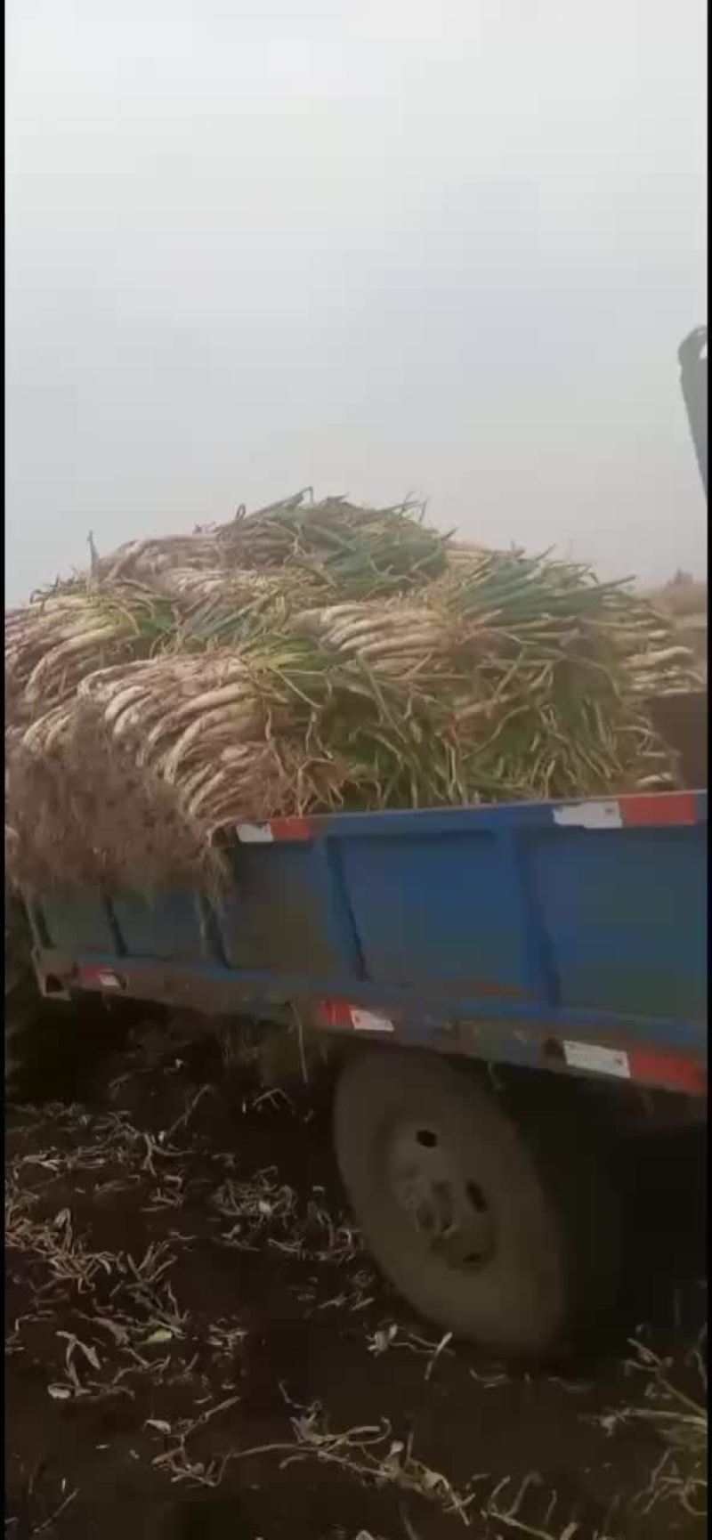 本地大葱