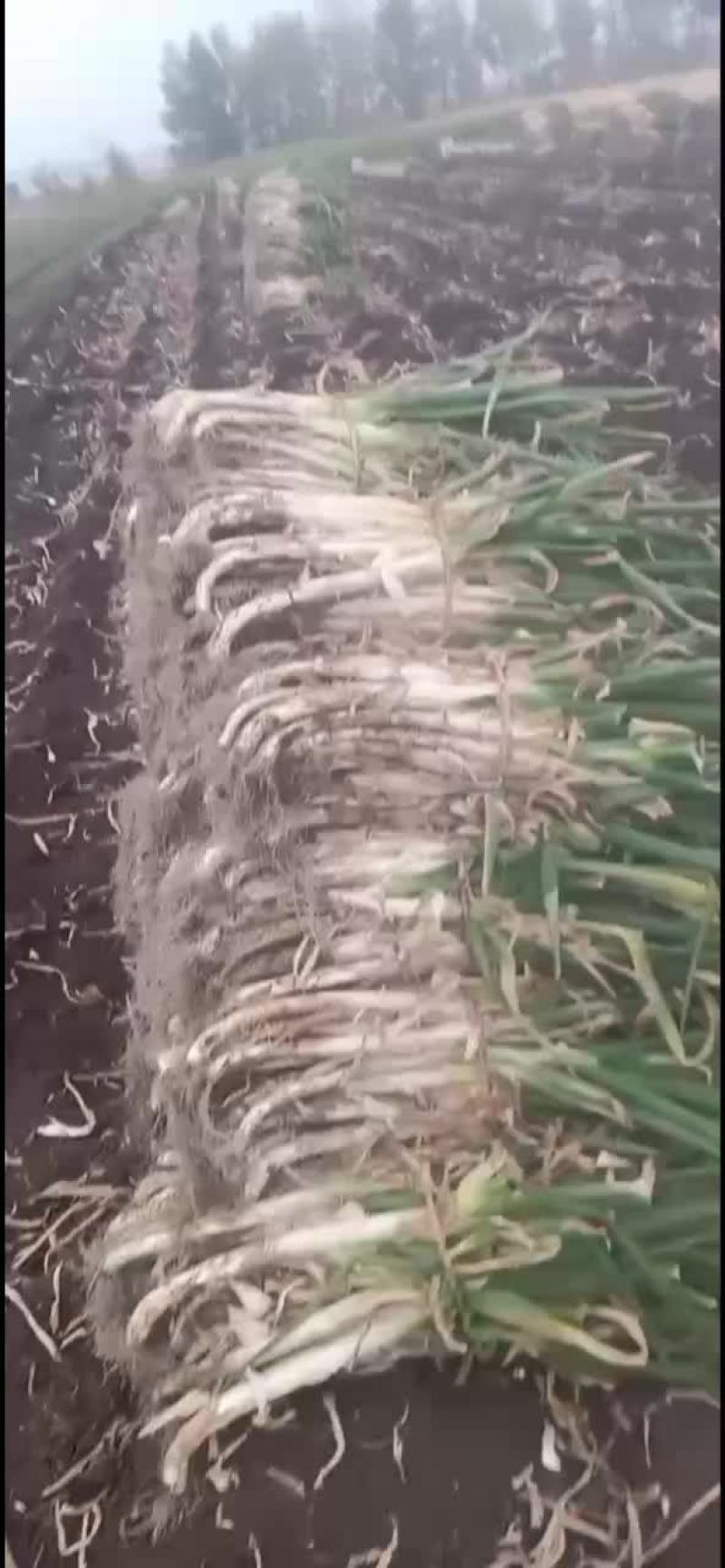 本地大葱