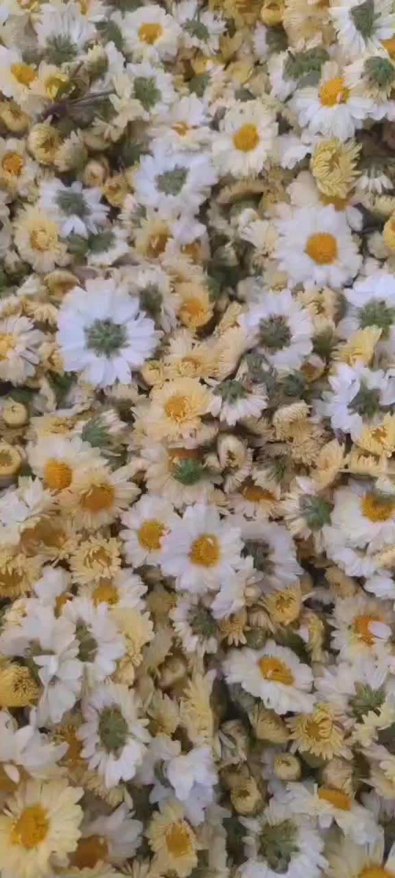 杭白菊