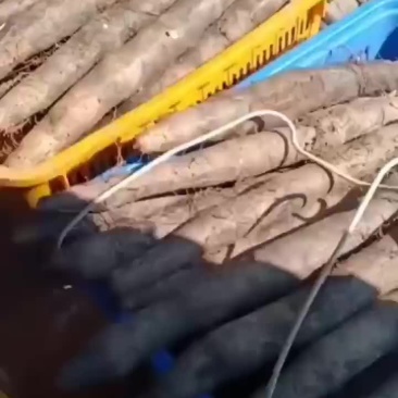 大量广西黑鬼白鬼山药上市啦！货源充足价钱美丽，想要的老板