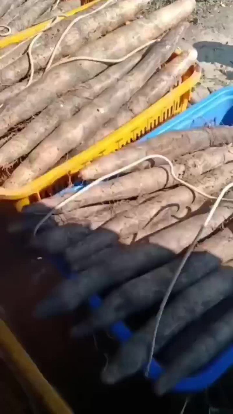 大量广西黑鬼白鬼山药上市啦！货源充足价钱美丽，想要的老板
