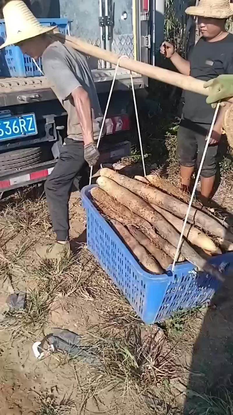 大量广西黑鬼白鬼山药上市啦！货源充足价钱美丽，想要的老板