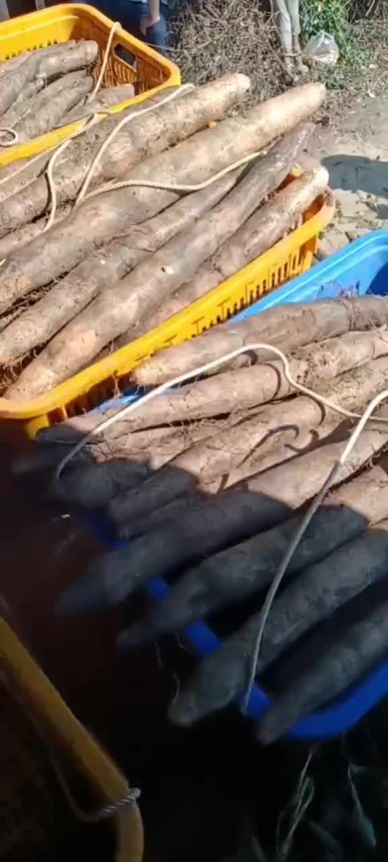 大量广西黑鬼白鬼山药上市啦！货源充足价钱美丽，想要的老板